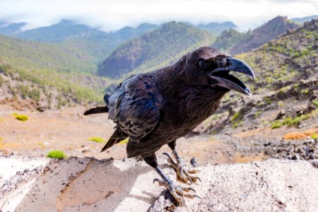Fauna Bird Beak Crow