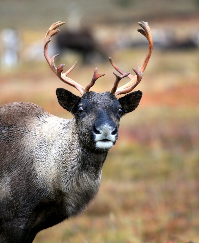 Deer Wildlife Mammal Fauna