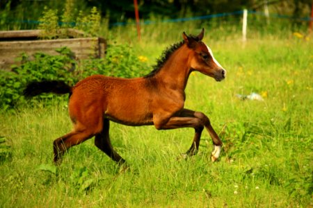 Horse Ecosystem Pasture Horse Like Mammal photo