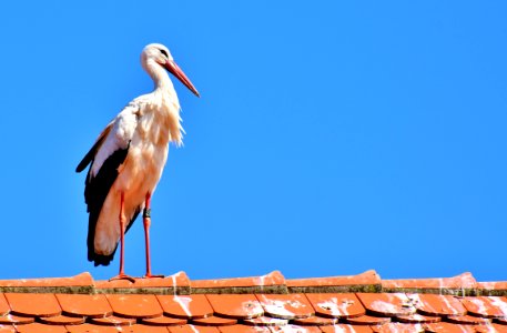 Sky Bird Beak Stork photo