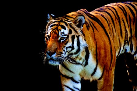 Tiger Wildlife Mammal Terrestrial Animal photo