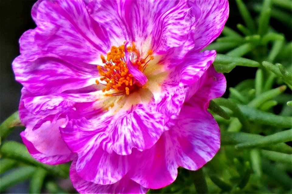 Flower Flora Plant Petal