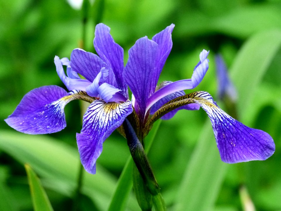 Flower Iris Versicolor Plant Flora