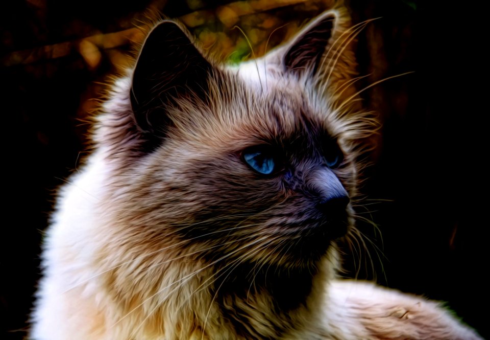 Cat Whiskers Mammal Small To Medium Sized Cats