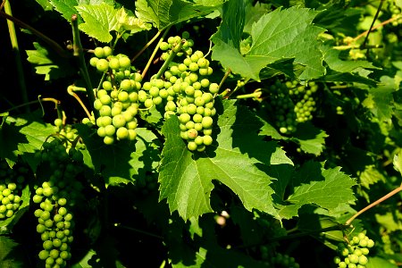 Grapevine Family Grape Vitis Seedless Fruit photo