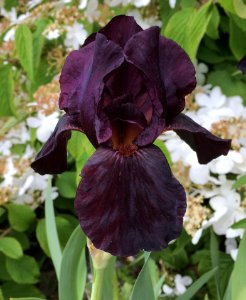 Flower Plant Flowering Plant Purple