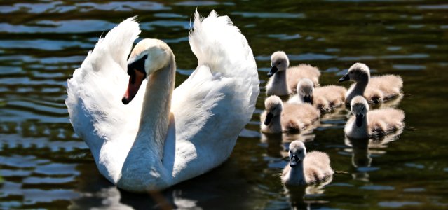 Bird Water Bird Swan Ducks Geese And Swans photo