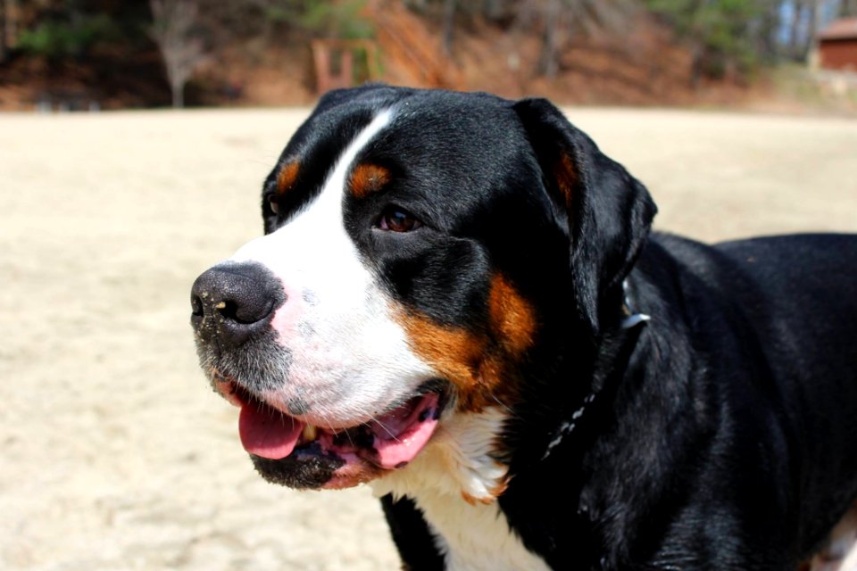Dog Greater Swiss Mountain Dog Dog Breed Dog Like Mammal