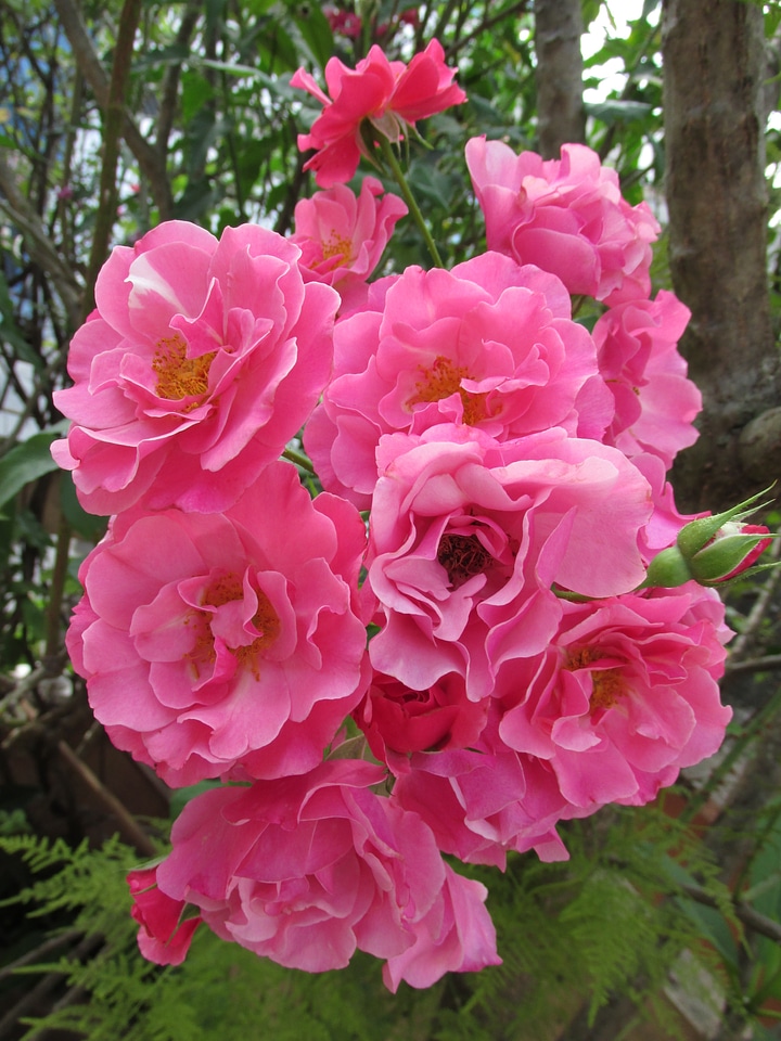 Rose bush green botanist