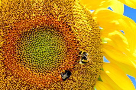 Sunflower Yellow Honey Bee Bee photo