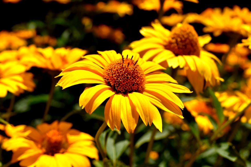 Flower Yellow Coneflower Flora