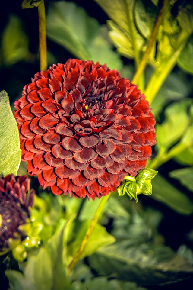 Flower Plant Flowering Plant Dahlia
