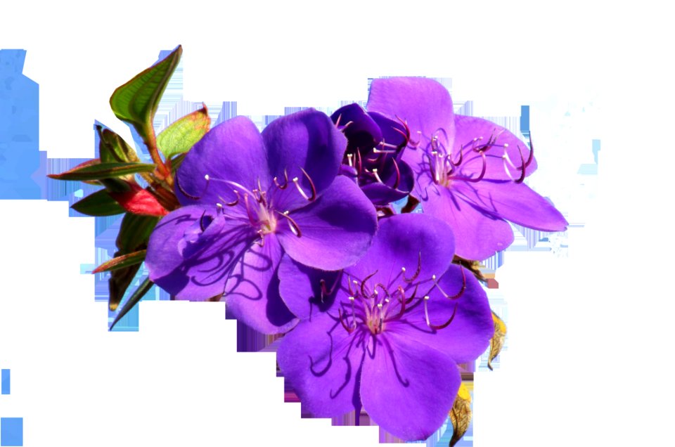Flower Purple Violet Flowering Plant