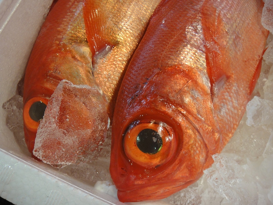 Tokyo tsukiji tourist