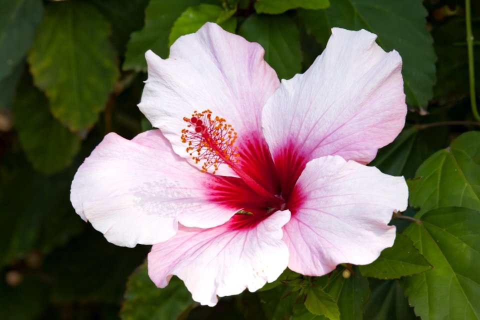 Flower Plant Flowering Plant Hibiscus