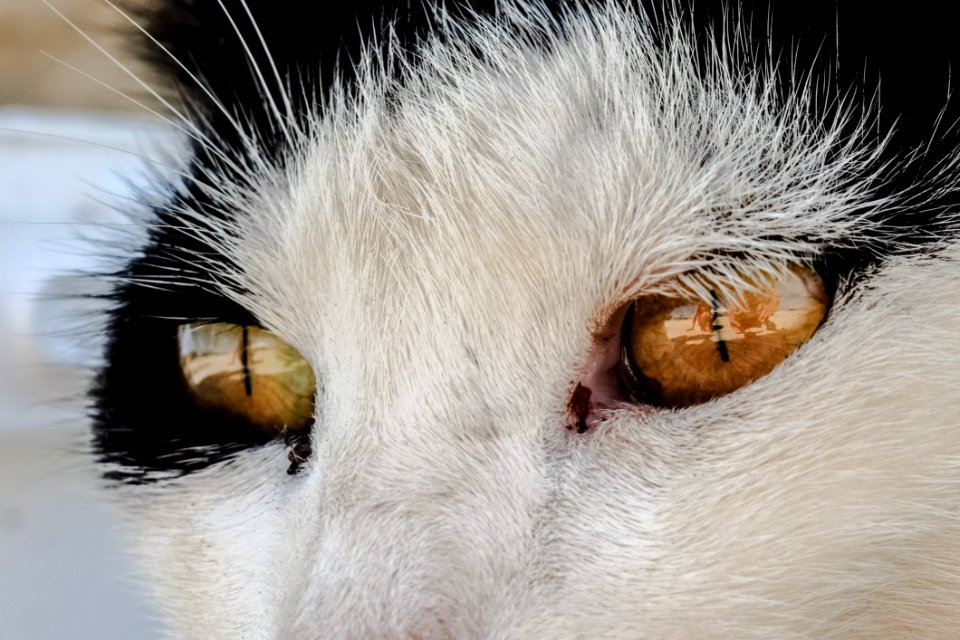 Cat Whiskers Face Nose