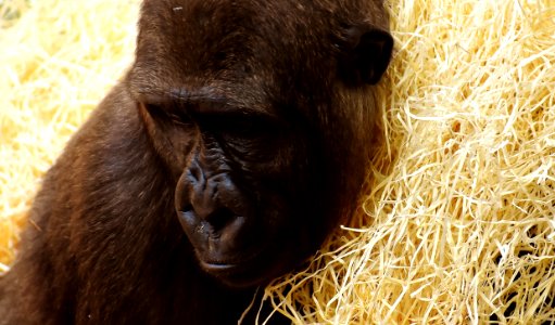 Great Ape Mammal Fauna Terrestrial Animal photo