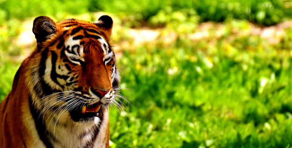 Wildlife Tiger Mammal Grass photo