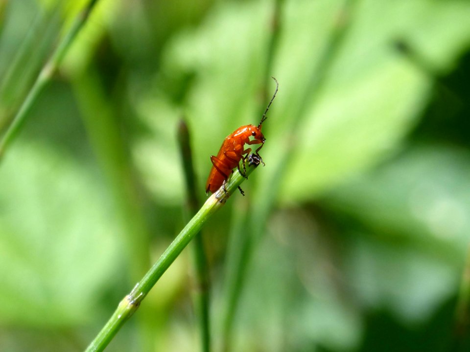 Insect Damselfly Macro Photography Invertebrate photo