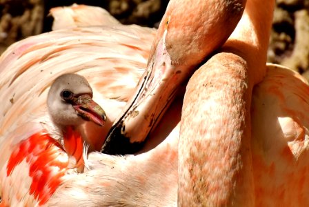 Beak Fauna Flamingo Close Up