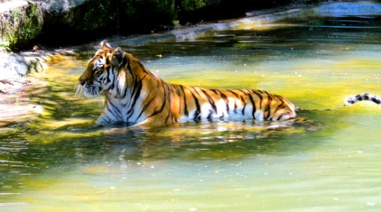 Wildlife Tiger Mammal Big Cats