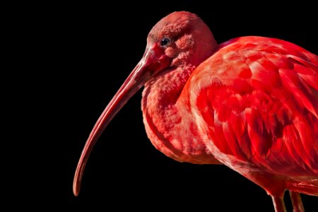 Beak Bird Flamingo Close Up photo