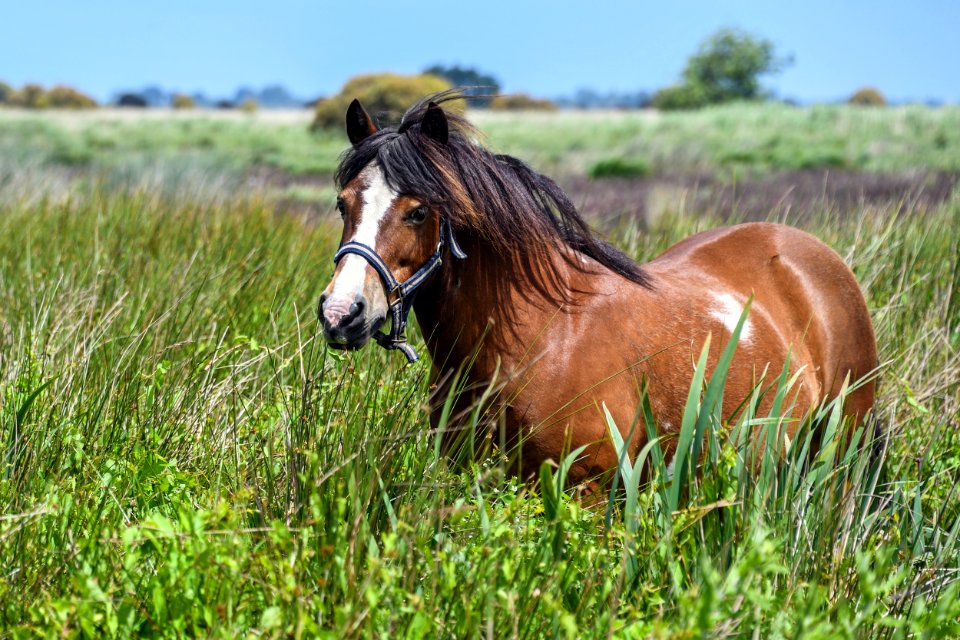 Horse Pasture Grassland Ecosystem