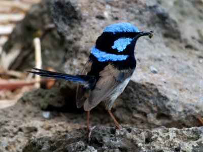 Bird Fauna Wren Beak