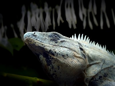 Reptile Fauna Iguana Scaled Reptile