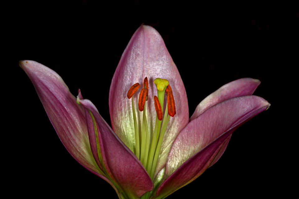 Flower Flora Plant Lily