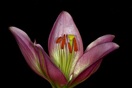 Flower Flora Plant Lily