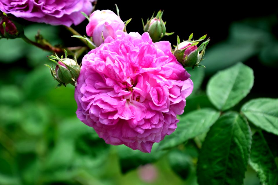 Flower Rose Rose Family Plant
