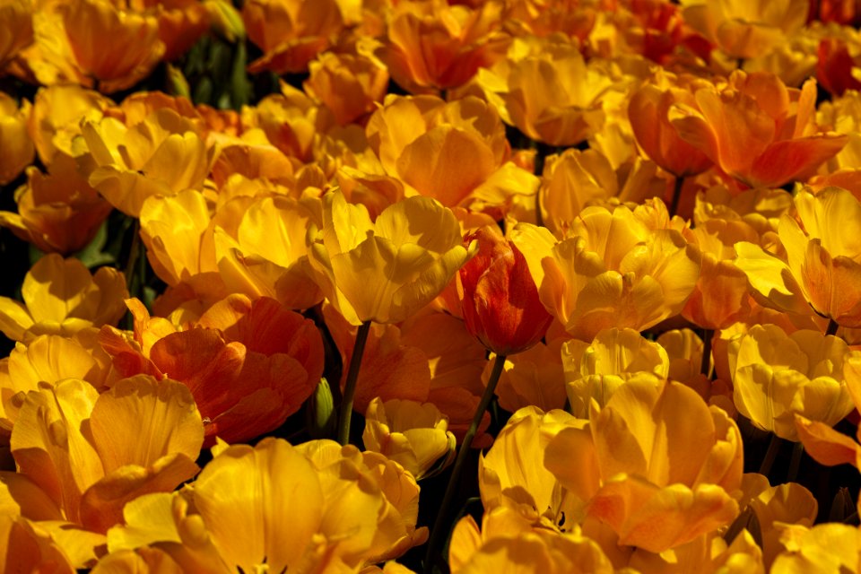 Flower Yellow Flowering Plant Plant