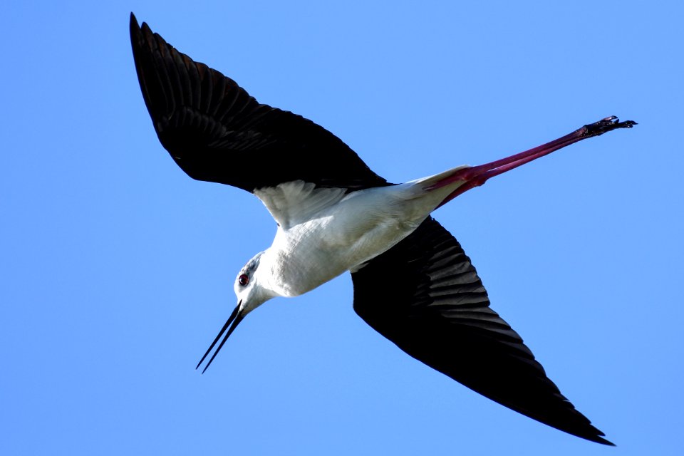 Bird Fauna Shorebird Beak photo