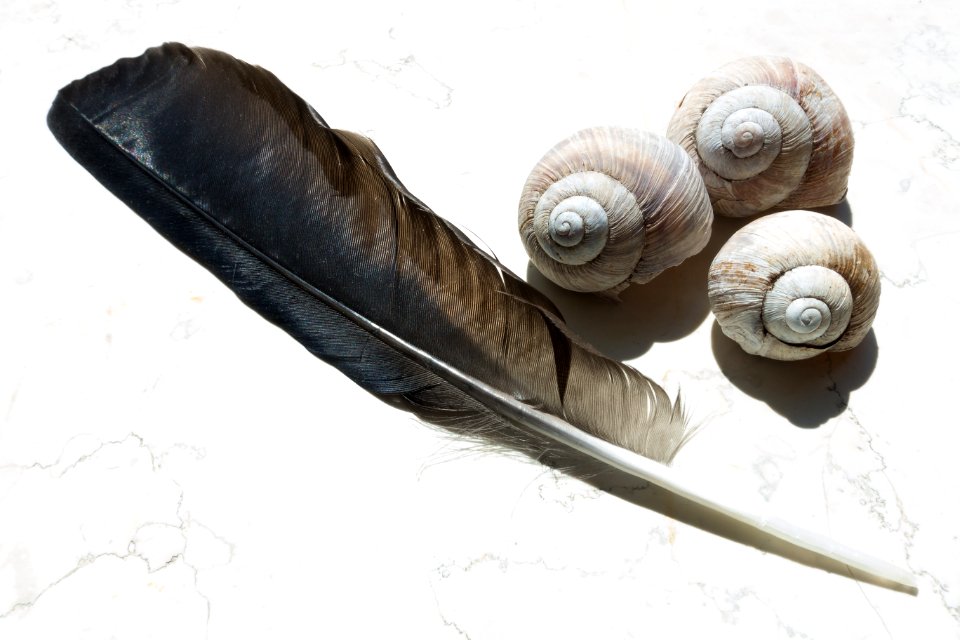 Snail Snails And Slugs Animal Product Sea Snail