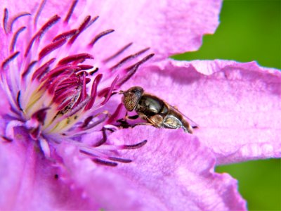 Insect Honey Bee Bee Macro Photography photo
