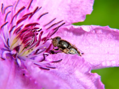 Insect Honey Bee Bee Macro Photography