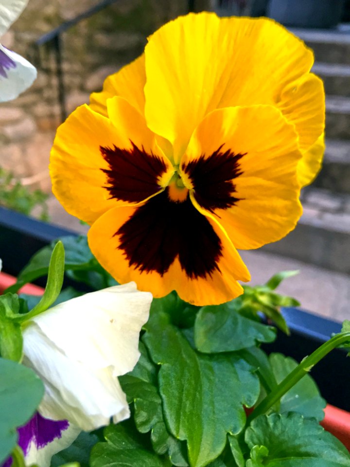 Flower Yellow Pansy Plant