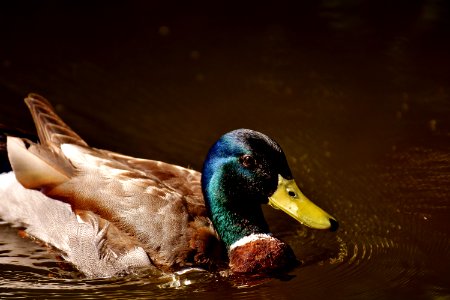 Duck Bird Mallard Water Bird