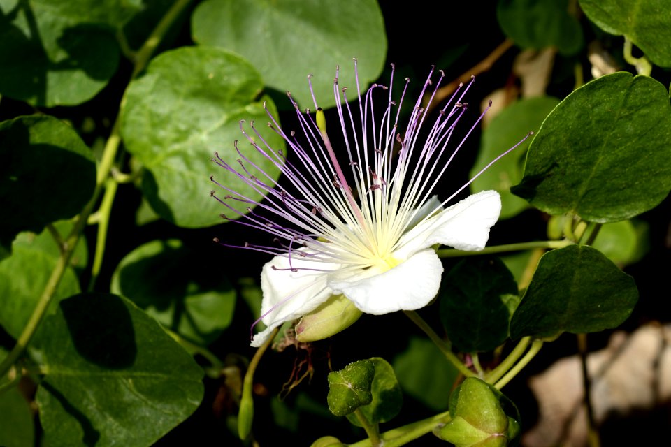Plant Flower Flora Caper Family
