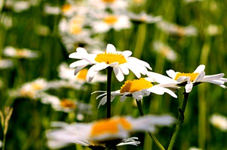 Flower Plant Flora Oxeye Daisy