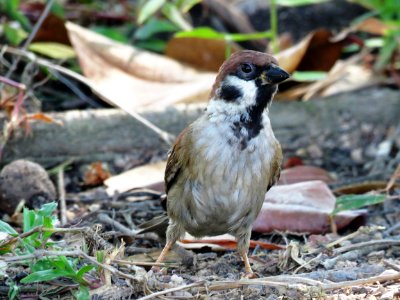 Bird Fauna Sparrow Beak photo