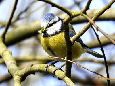 Bird Fauna Beak Branch photo