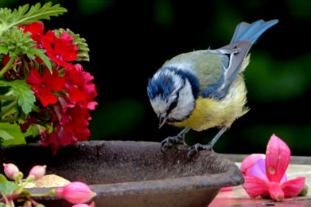 Bird Fauna Beak Bluebird photo