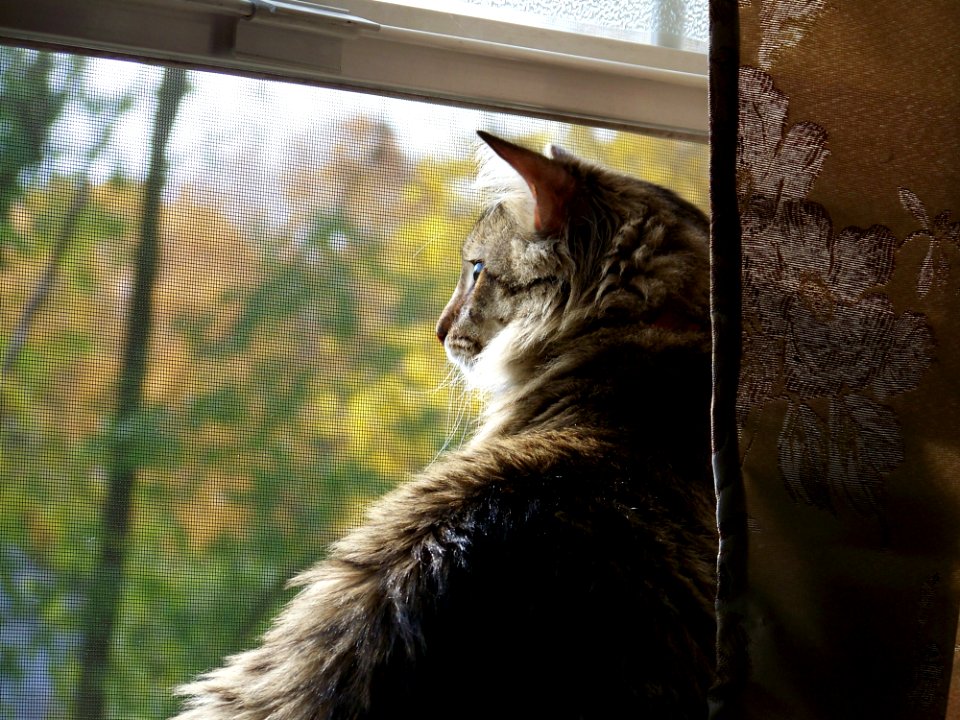 Cat Fauna Mammal Whiskers