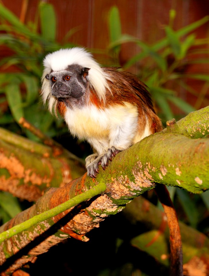 Fauna New World Monkey Leaf Marmoset