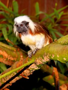 Fauna New World Monkey Leaf Marmoset