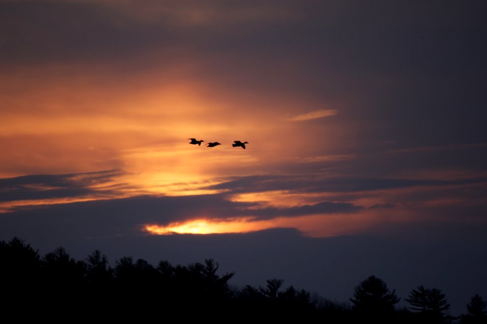 Sunset Birds Clouds