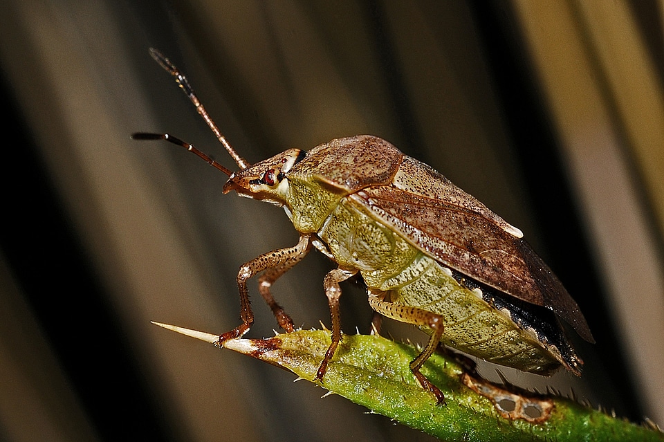 Invertebrate arthropod nature