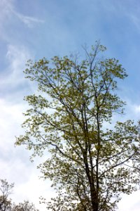 Trees Leaves Clouds